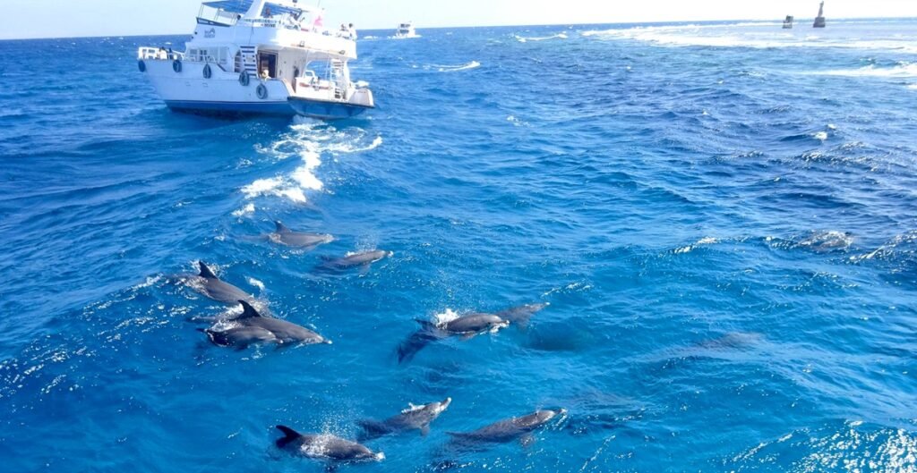 Wild dolphins off Hurghada during cruise